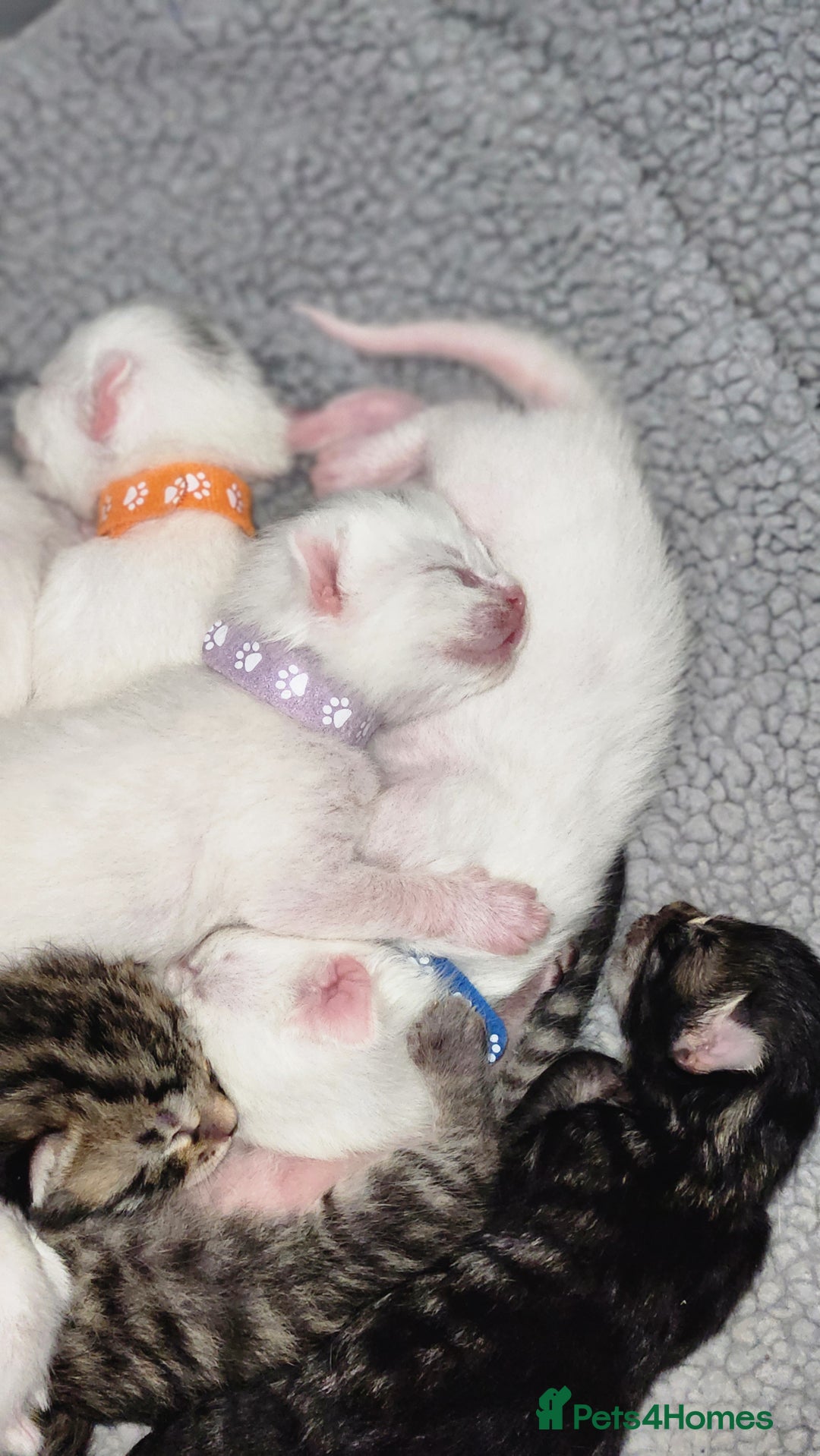 Turkish Angora cats for sale: Turkish angora cross Bengal  - Image 40