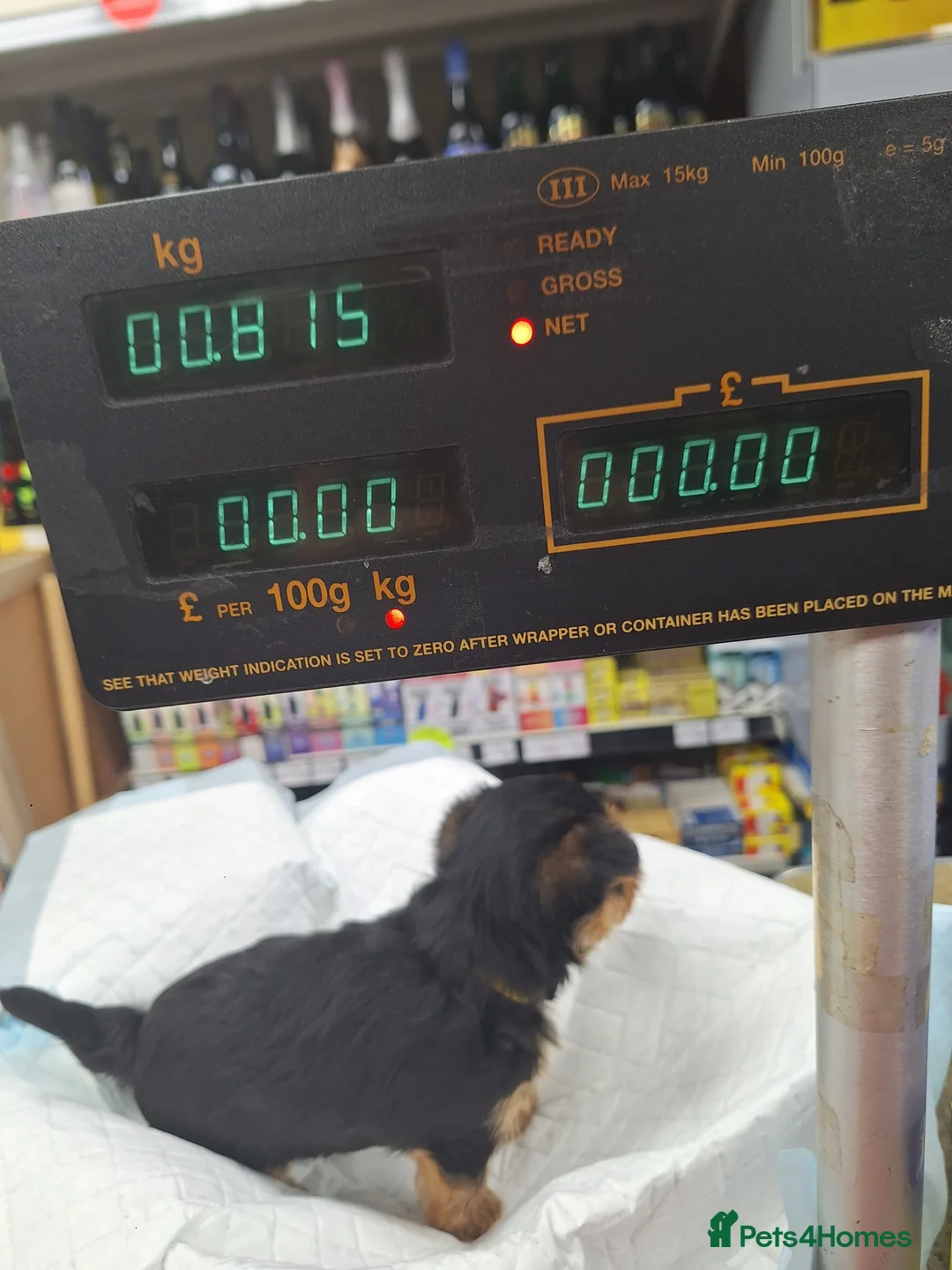 Yorkshire Terrier dogs for sale:  😍 Yorkshire Terrier Puppies 😍  - Advert 6