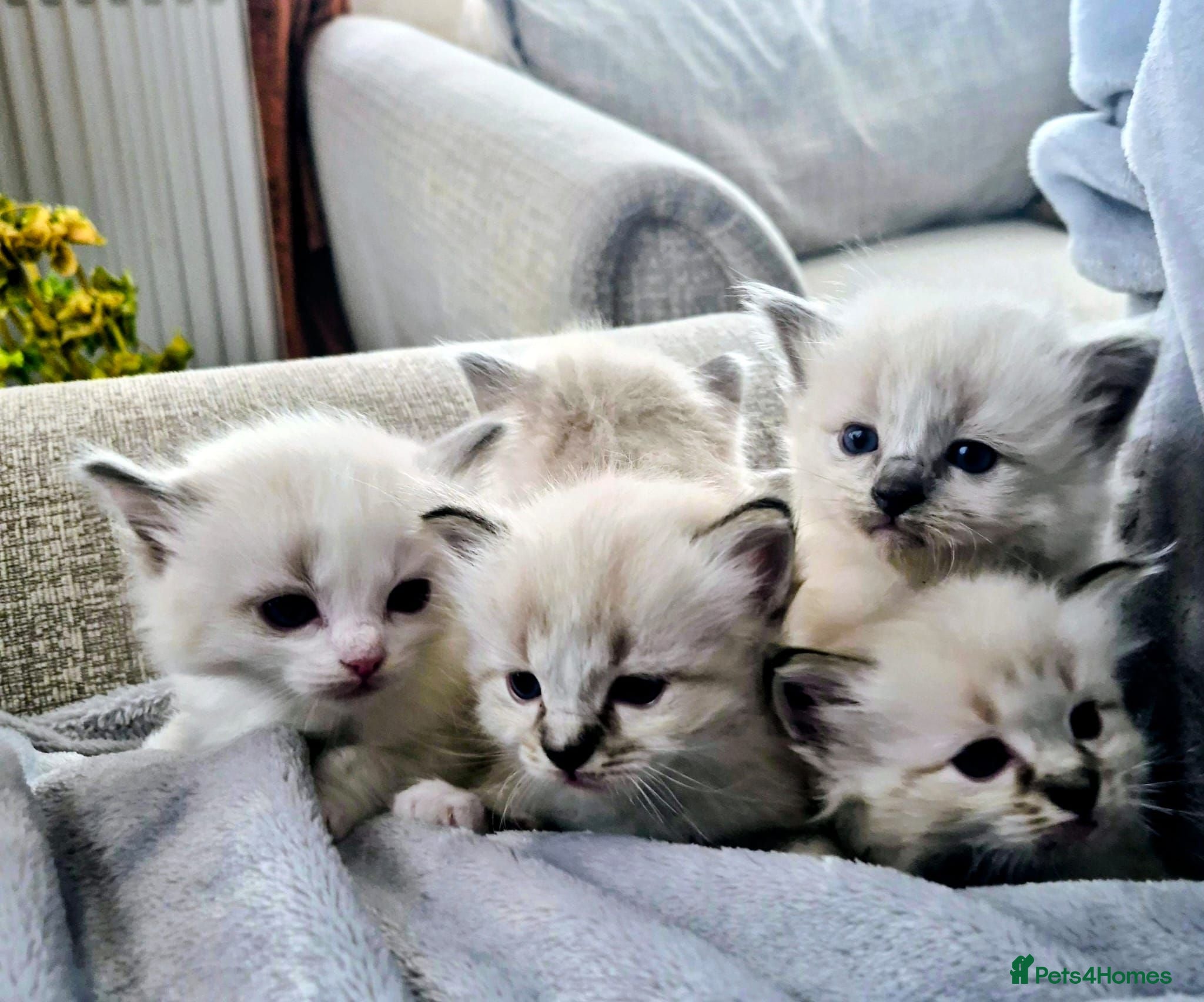 Ragdoll cats Pure beautiful Ragdoll looking for a new home - Advert 2