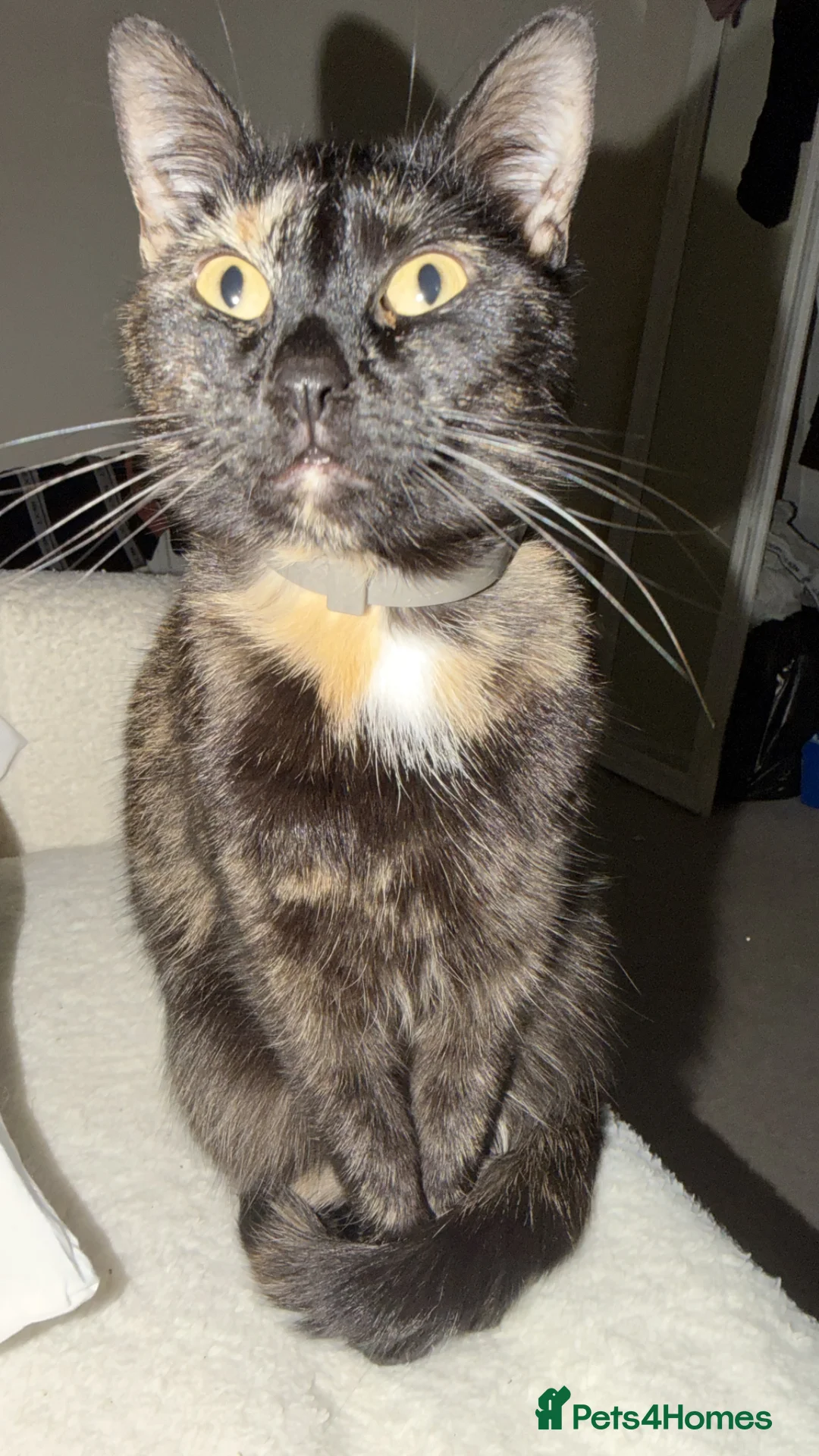 British Shorthair cats for sale: Little black cat - Advert 2