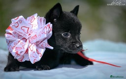 Schipperke dogs for sale: Puppy schipperke  - Image 9