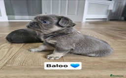 French Bulldog dogs for sale: French bulldog pups - Image 12