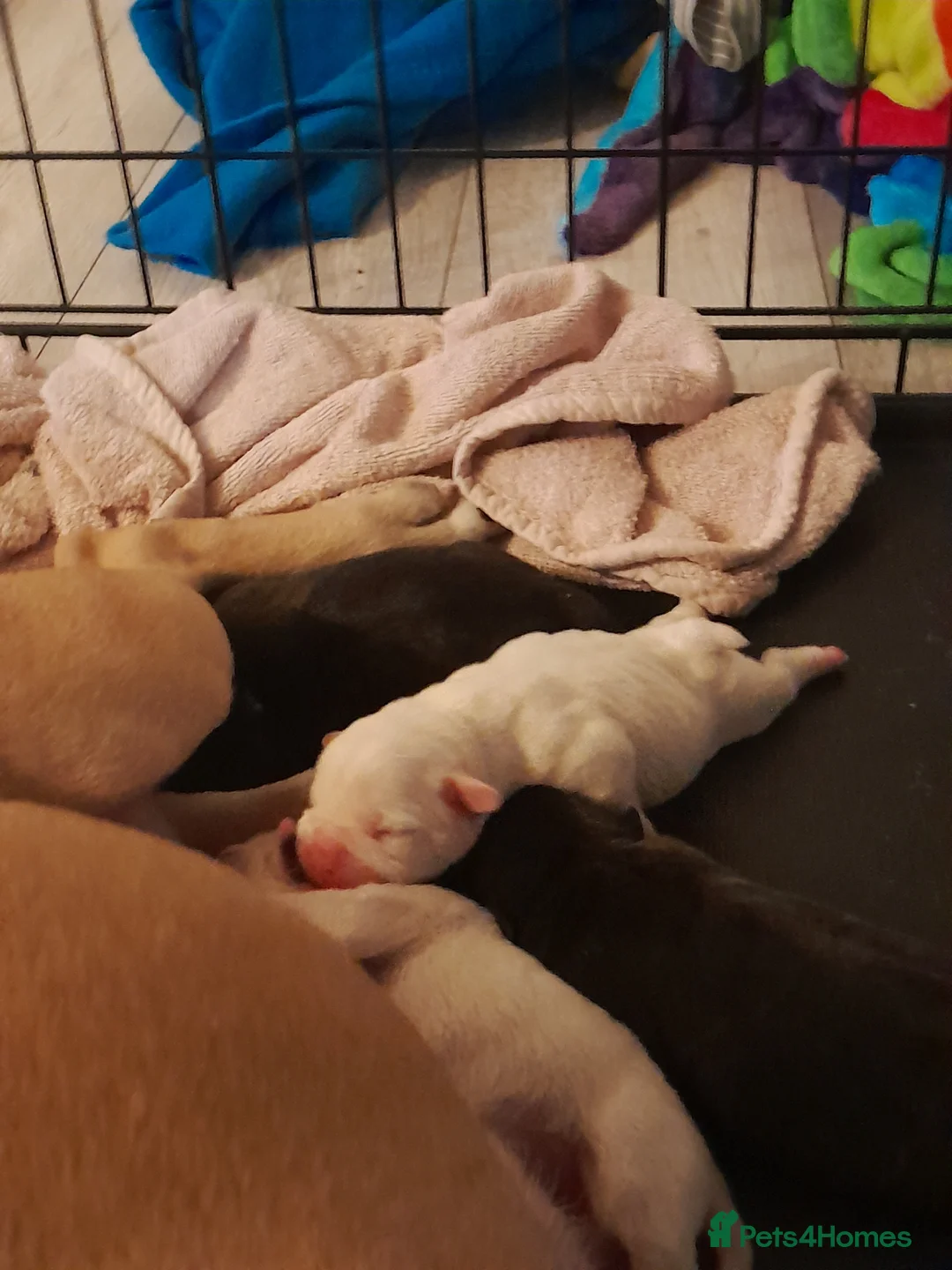 Mixed Breed dogs for sale: Mixed breed - Advert 7