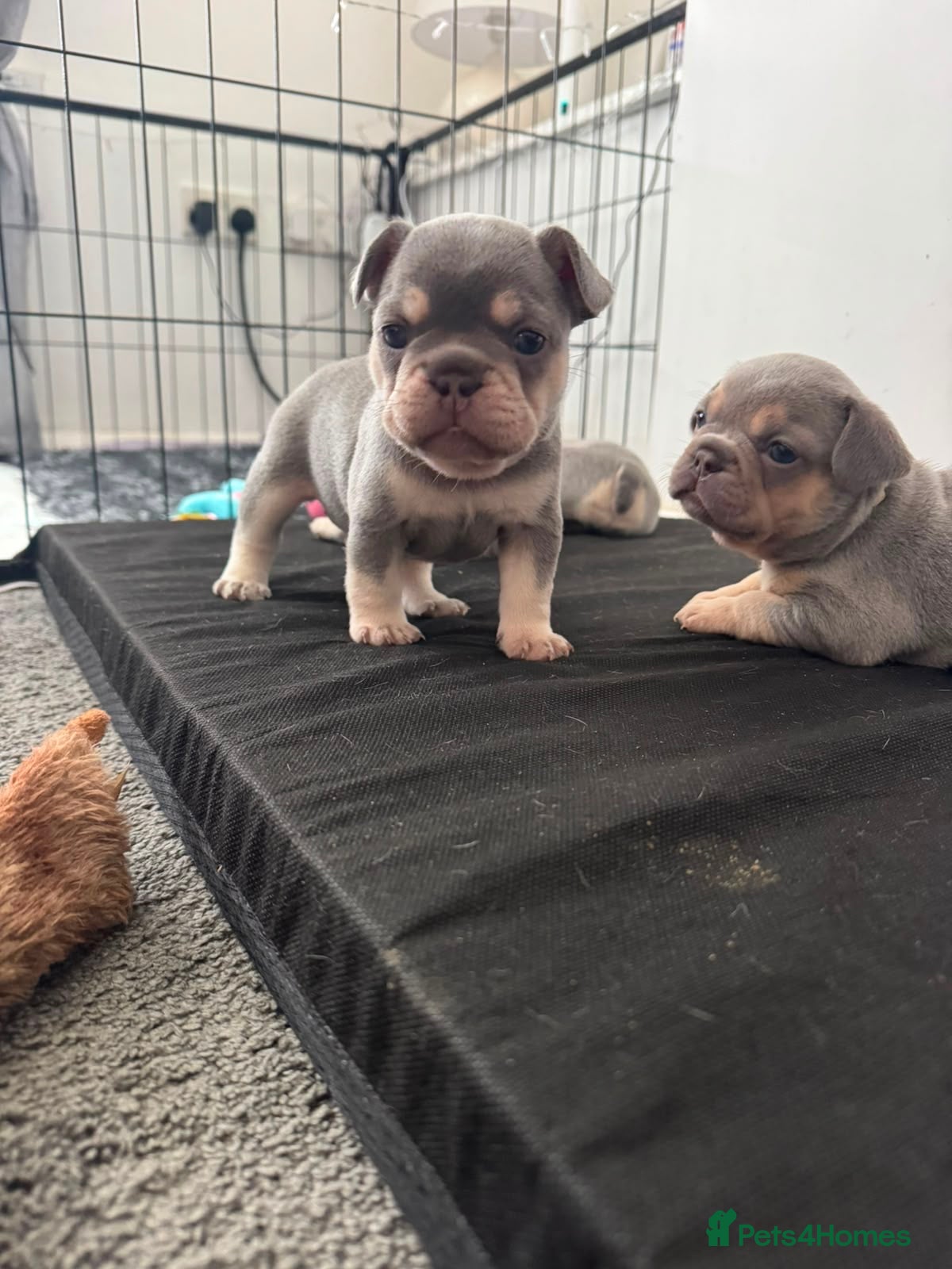 French Bulldog dogs Kc registered French Bulldog puppies  - Advert 12
