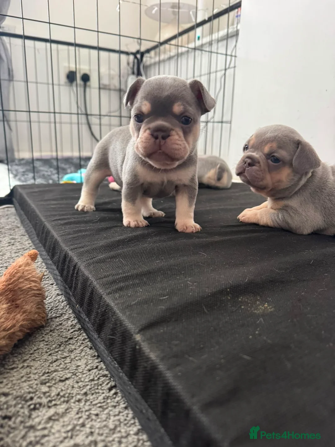 French Bulldog dogs for sale: Kc registered French Bulldog puppies  - Advert 1
