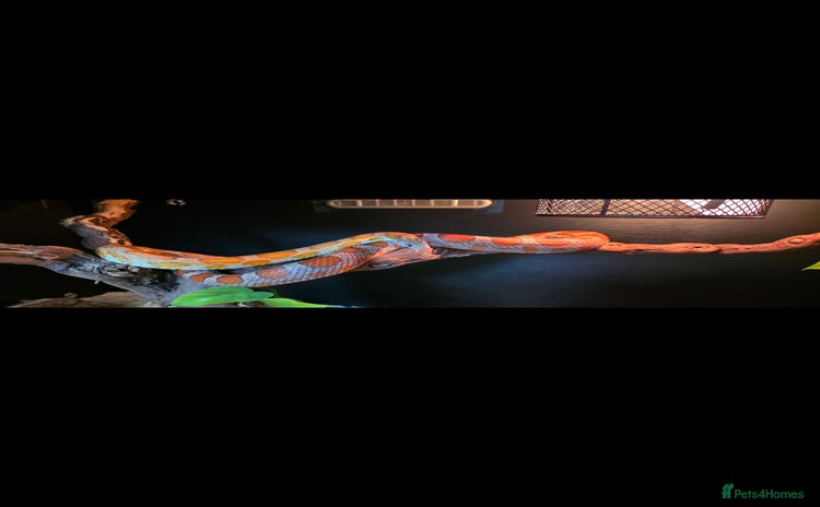 Corn Snake reptiles - Advert 2