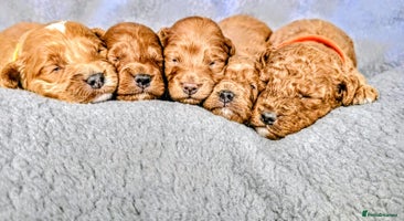 Cockapoo dogs - Advert 8