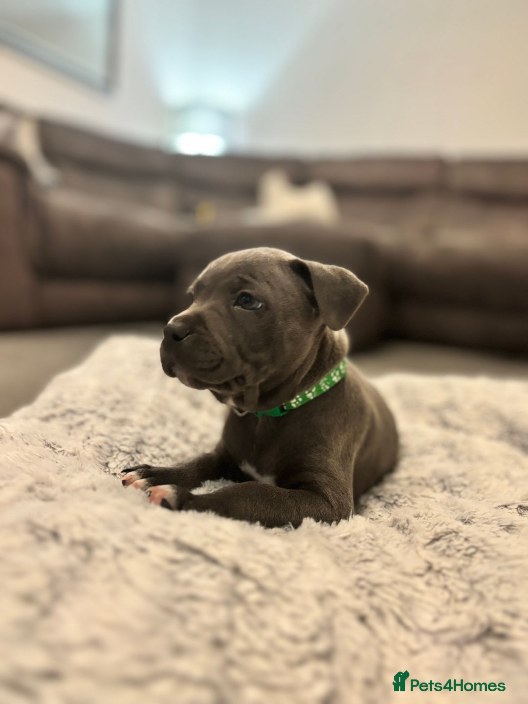 Staffordshire Bull Terrier dogs for sale: 2 GORGEOUS boys  - Image 12