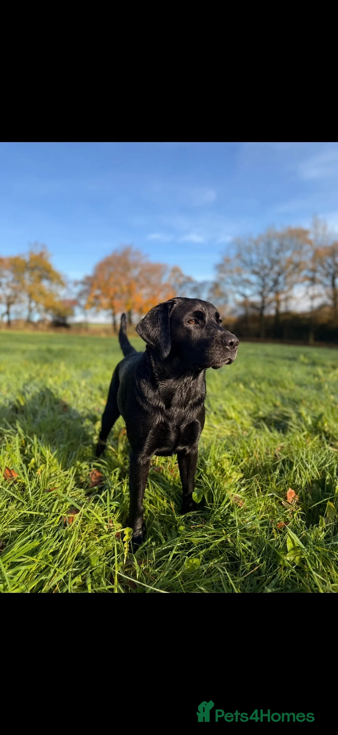 Labrador Retriever dogs for sale: Beautiful litter of Labrador puppies for sale - Advert 2