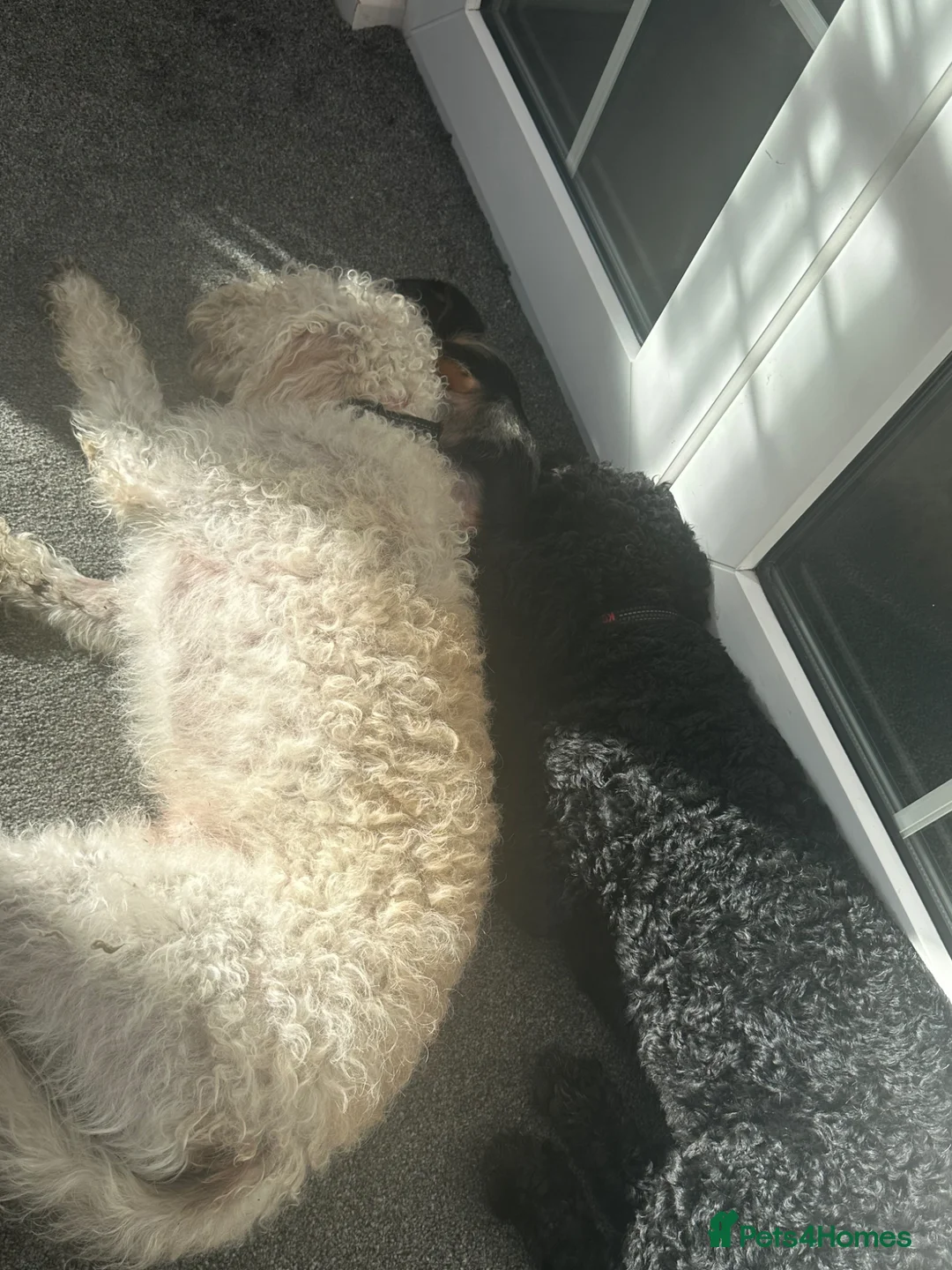 Cockapoo dogs for sale: Teddy & Enzo in Accrington - Advert 2