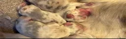 French Bulldog dogs for sale: Last boy top quality fluffy frenchie  - Advert 4