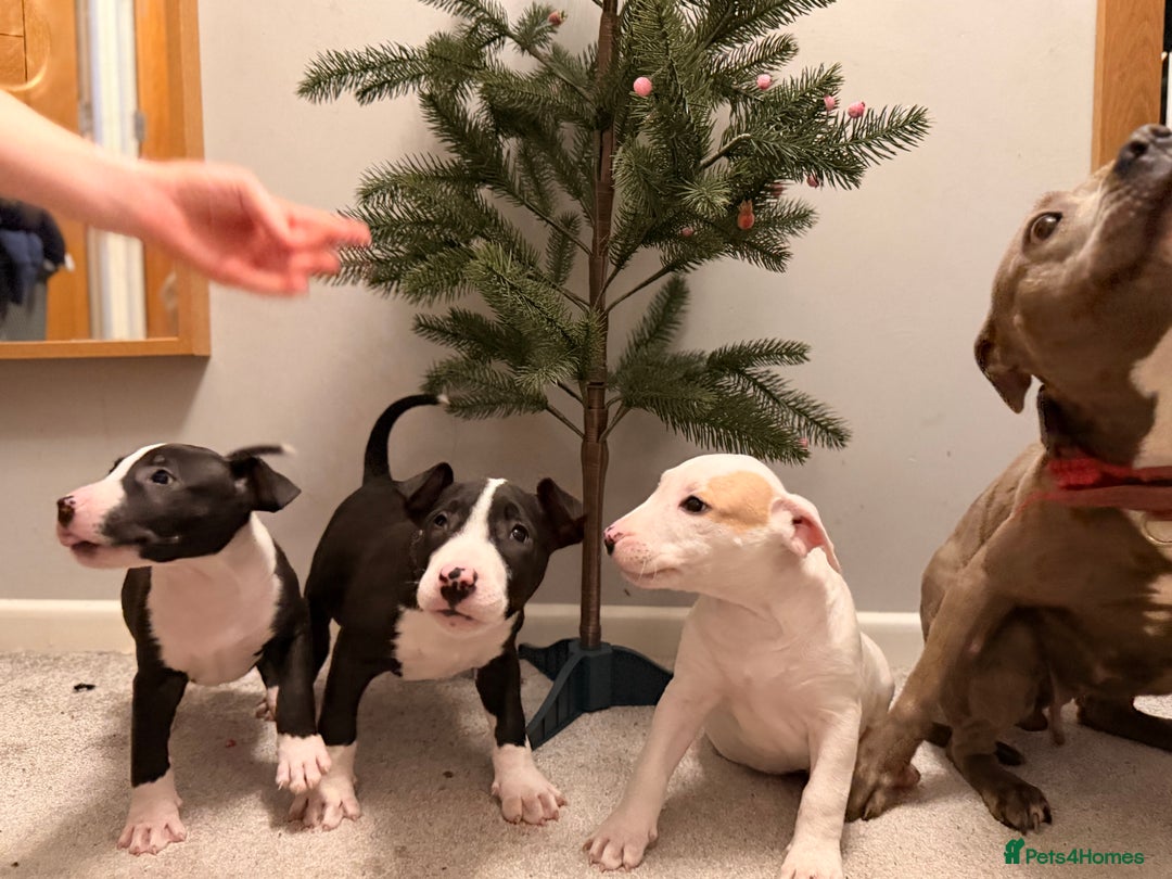 Mixed Breed dogs for sale: Staffordshire Bullterrier cross bullterrier - Advert 12