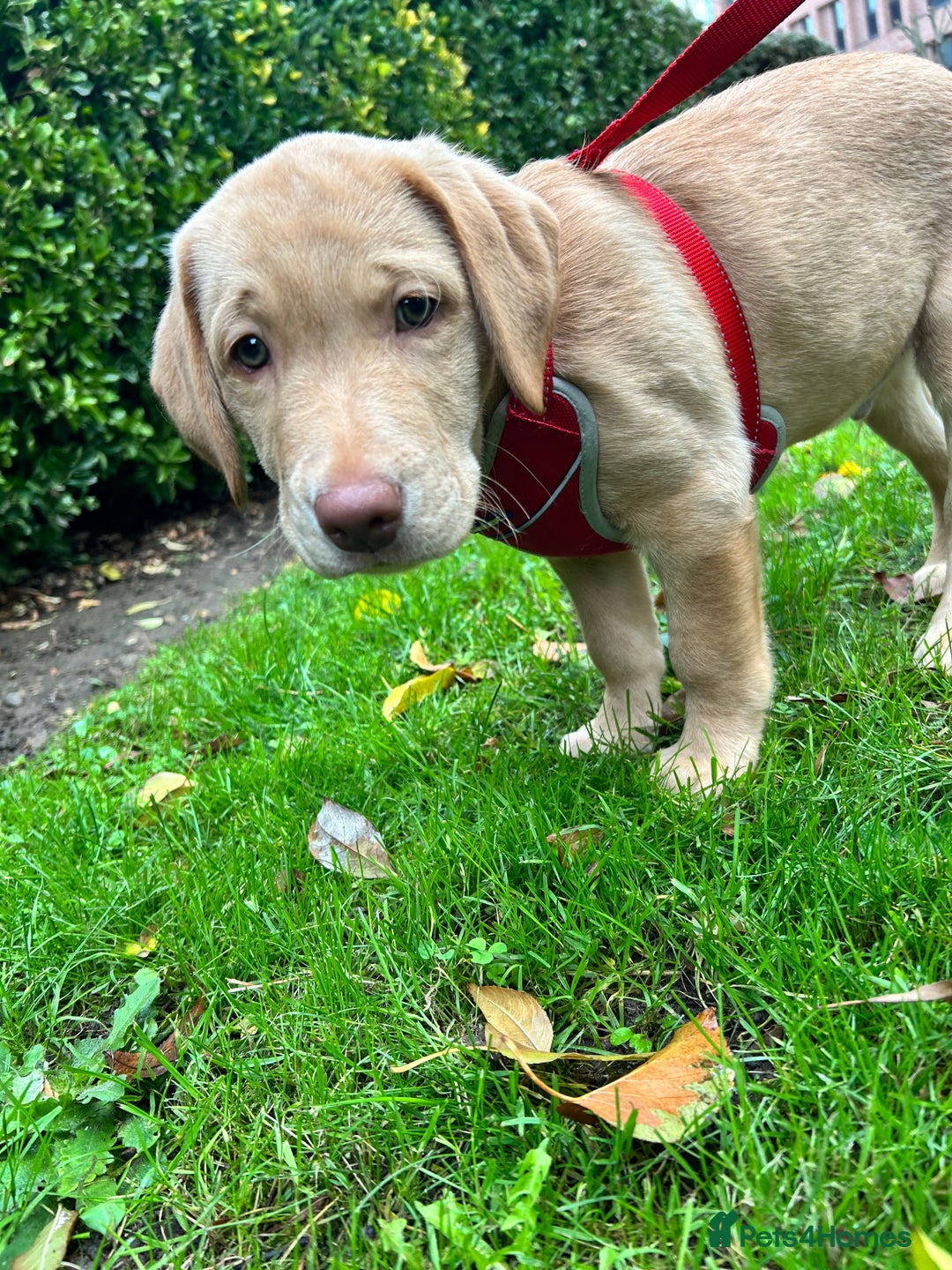 Labrador Retriever dogs for sale: PUPPY BOY LOOKING FOR FOREVER HOME   - Advert 15