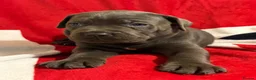 Cane Corso dogs for sale: BEAUTIFUL CANE CORSO PUPPIES – ICCF REGISTERED 🐾 - Advert 13