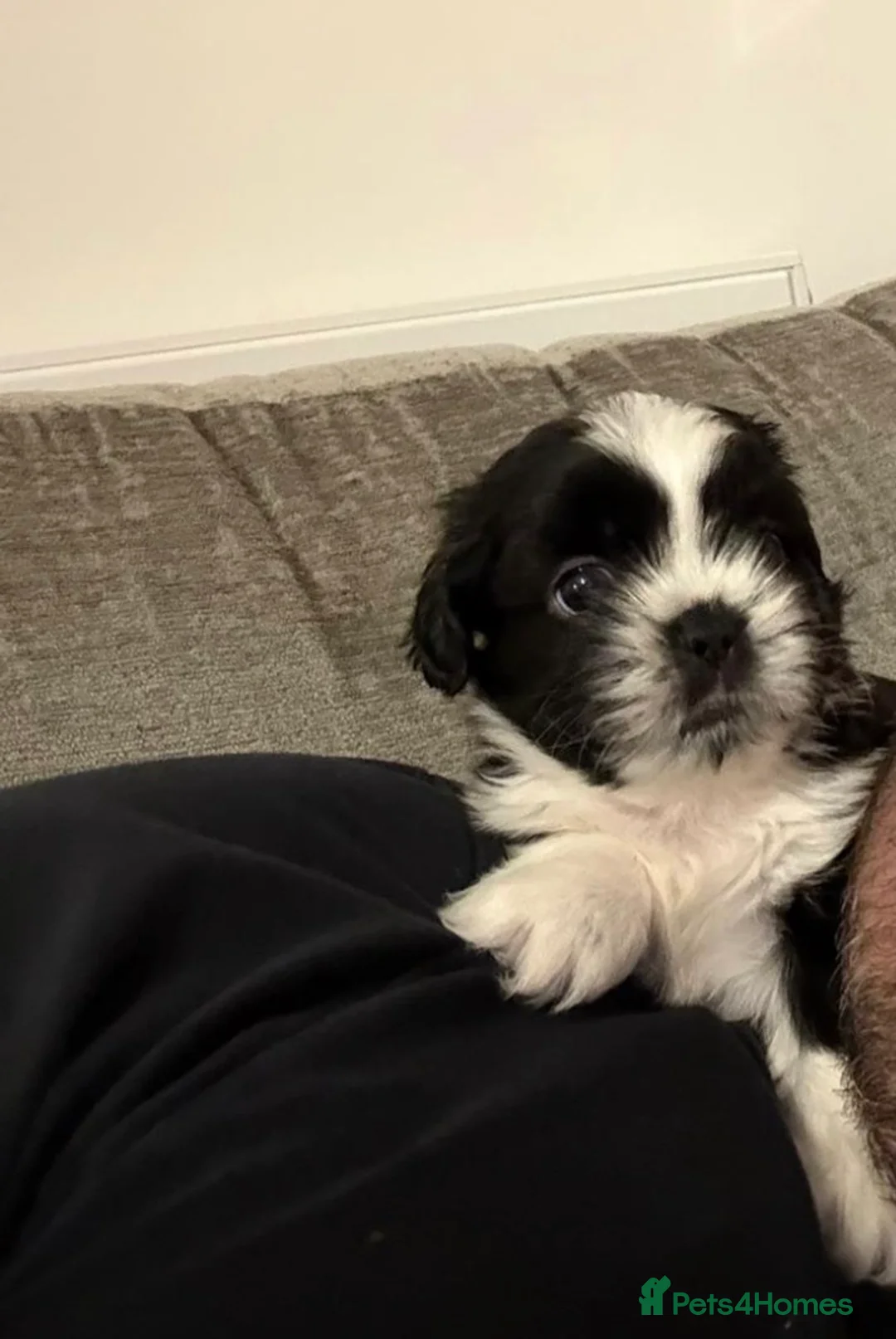 Shih Tzu dogs for sale:  Shih Tzu puppy  - Advert 12