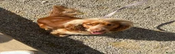 Cocker Spaniel dogs for sale: 21 Month Cocker Spaniel in Fleet - Advert 2