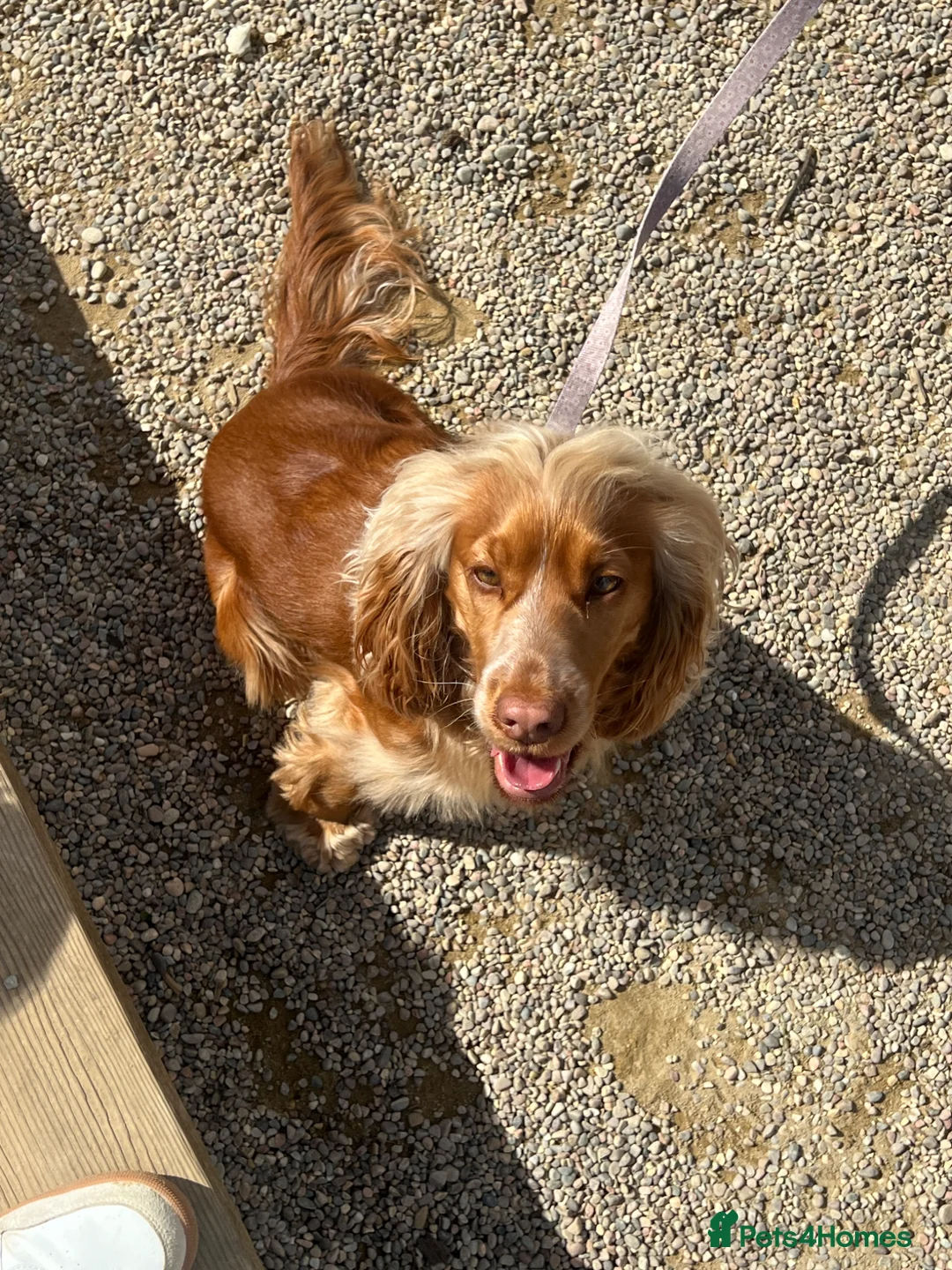 Cocker Spaniel dogs for sale: 21 Month Cocker Spaniel in Fleet - Advert 2