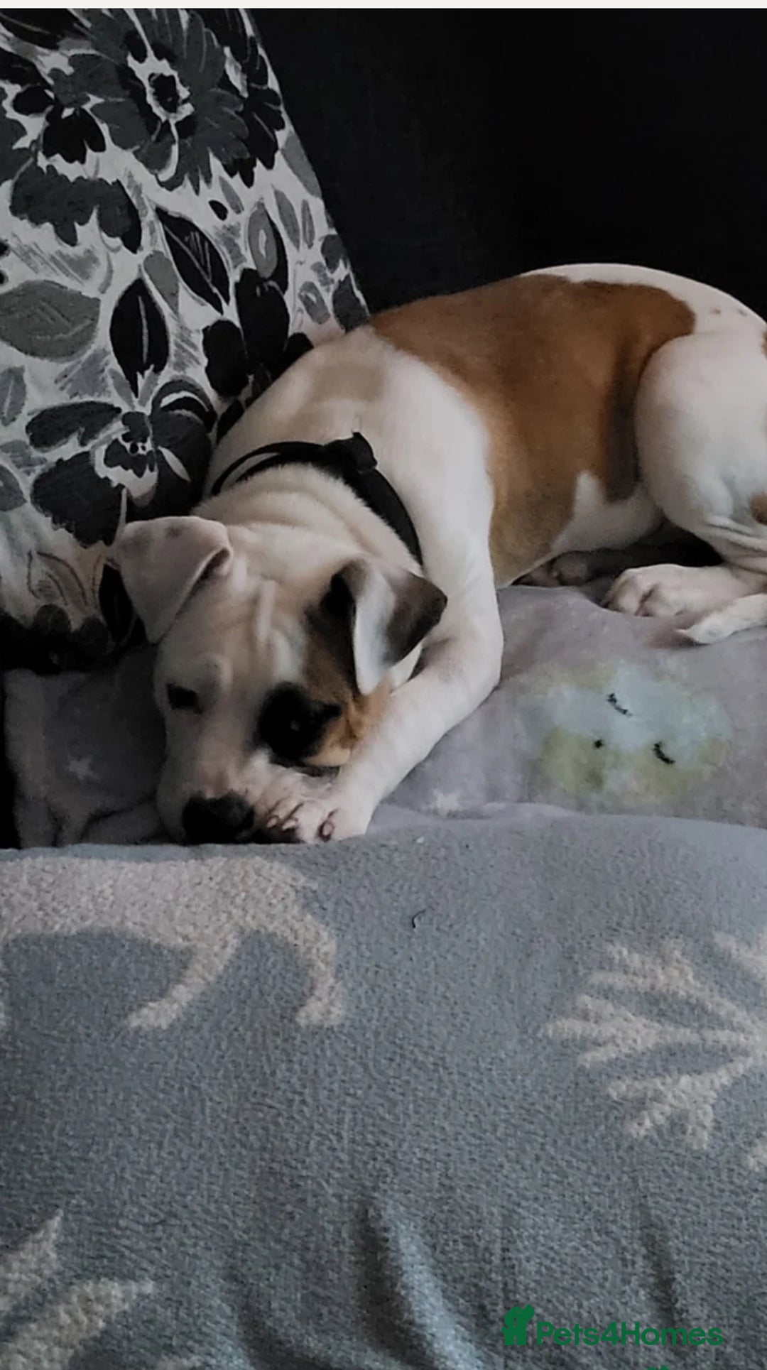 Mixed Breed dogs for sale: Urgent rehome for my 1 year old male  - Image 2