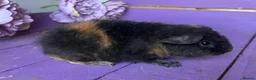 Guinea Pig rodents for sale: Baby Teddy Boy  - Advert 3