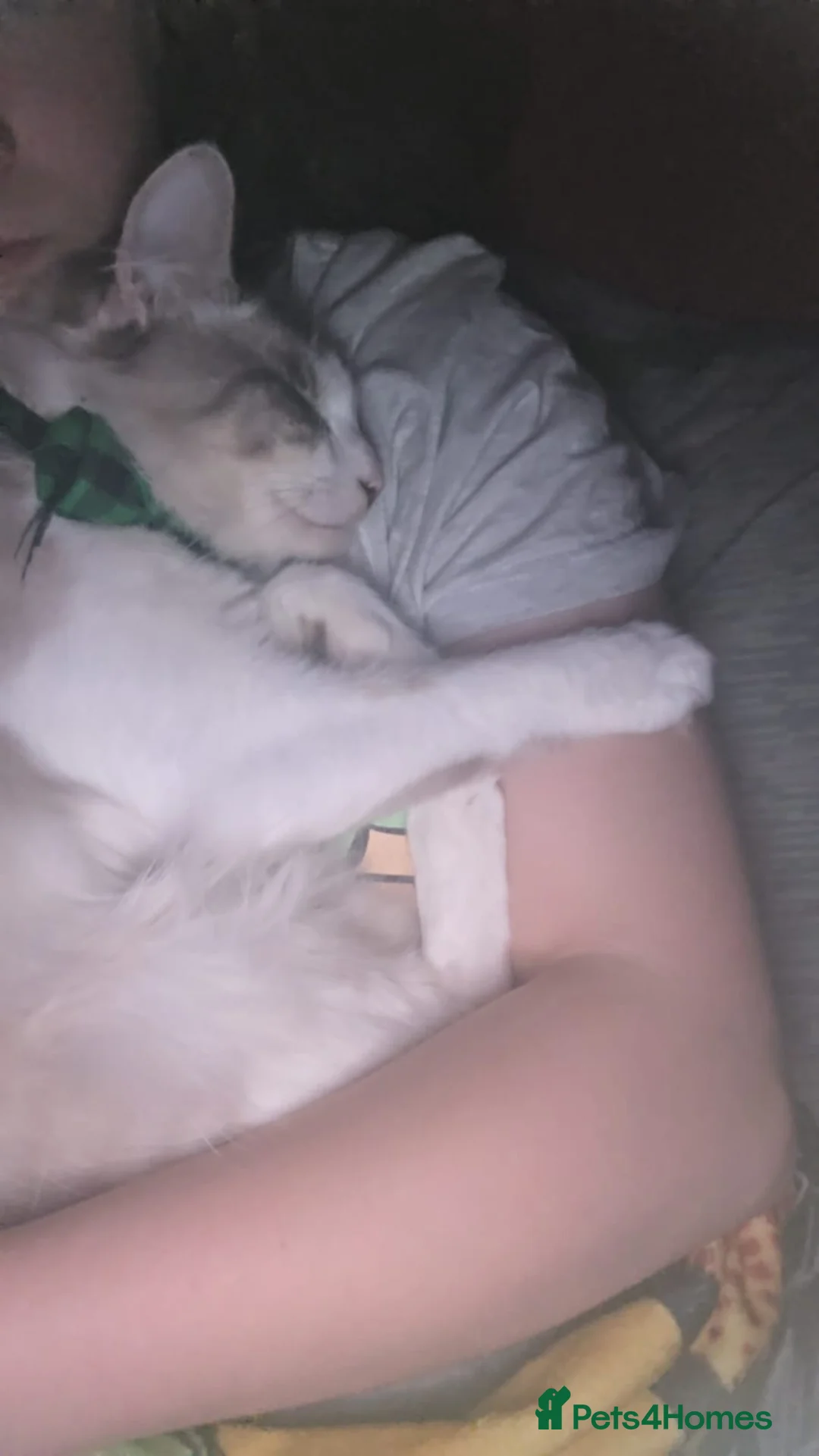 Turkish Angora cats for sale: Lovely Turkish angora male cat - Advert 4