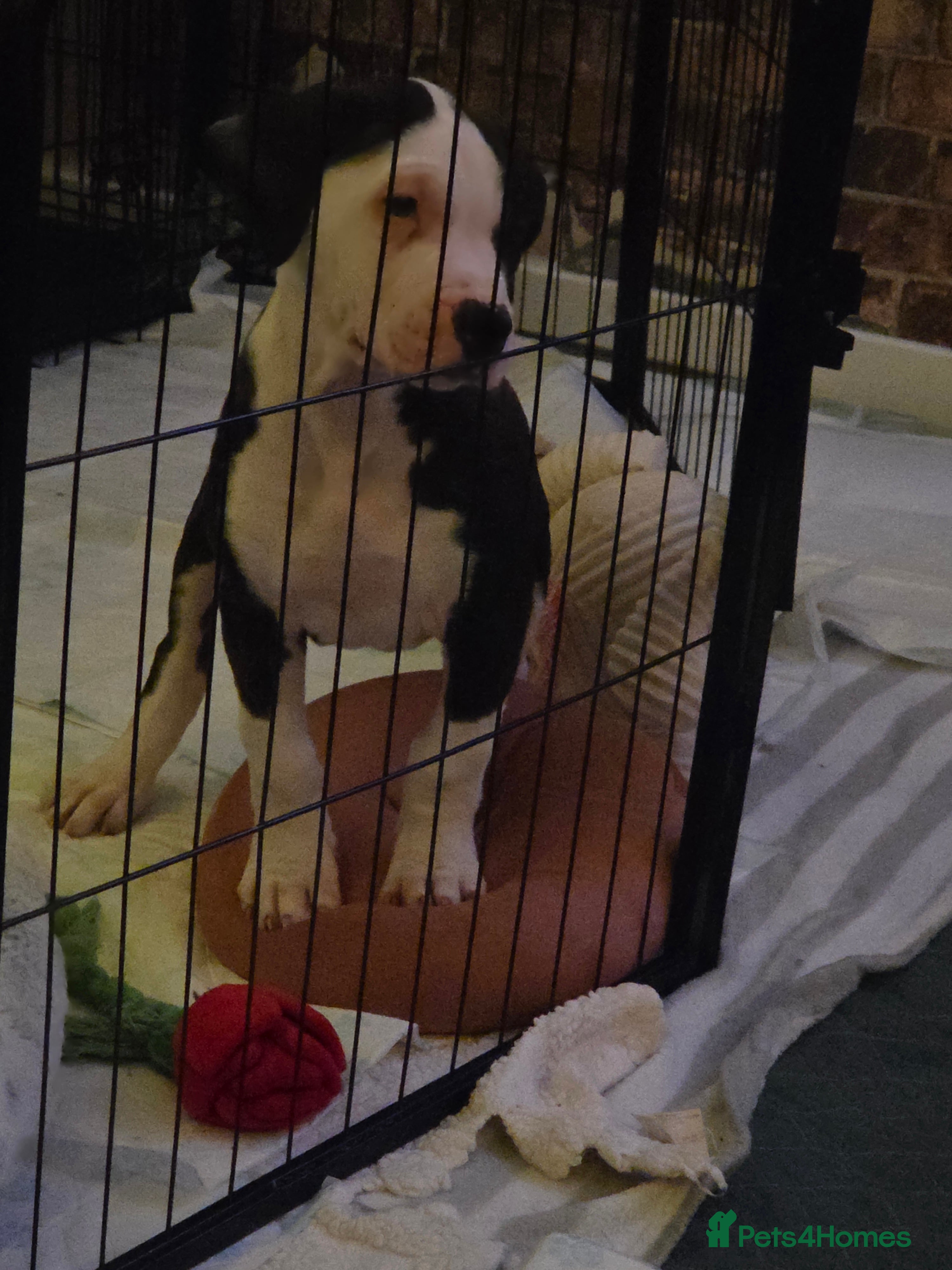 American Bulldog dogs AMERICAN BULLDOG LAST ONE CHIPPED AND VACCINATIONS - Advert 4