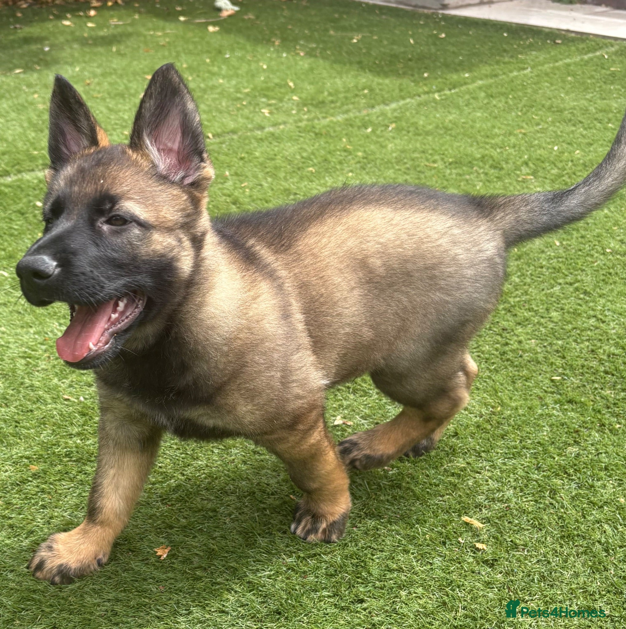 German Shepherd dogs Europes elite: Ready to leave    - Advert 2