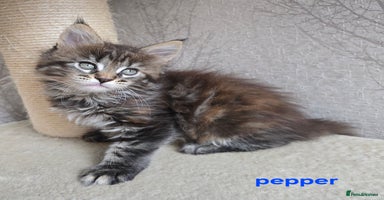 Maine Coon cats - Advert 15