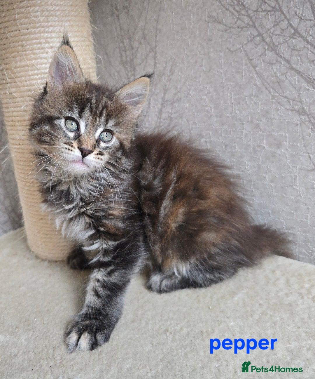 Maine Coon cats for sale: Maine Coon Kittens Tortie/Torbie Russian lines - Image 4