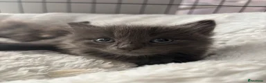 grey boy (pepper) 