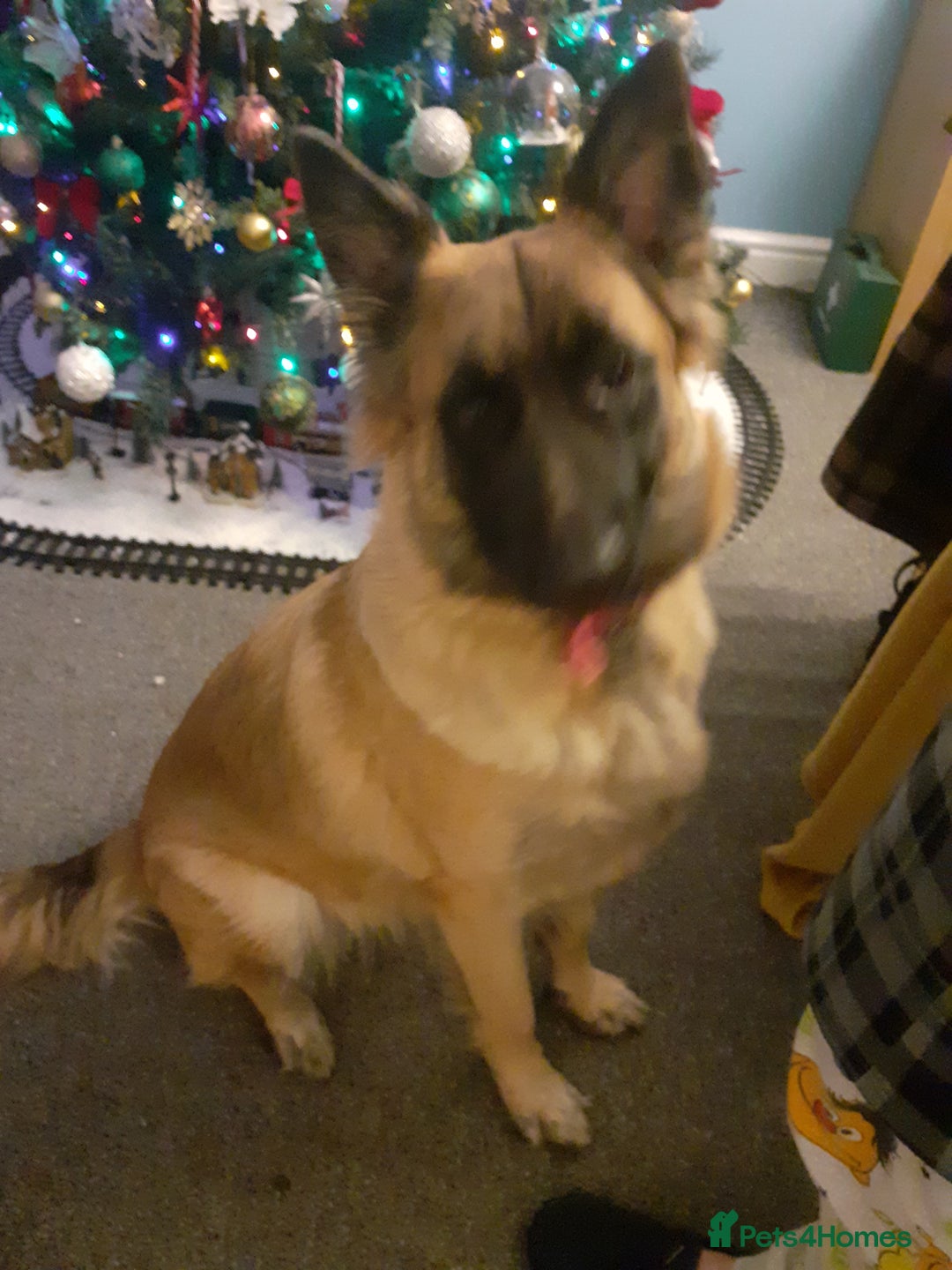 German Shepherd dogs for sale: German shepherd pup - Advert 1