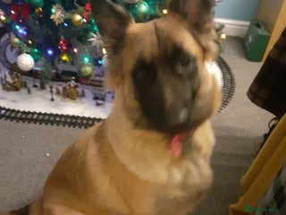 German Shepherd dogs German shepherd pup - Advert 5