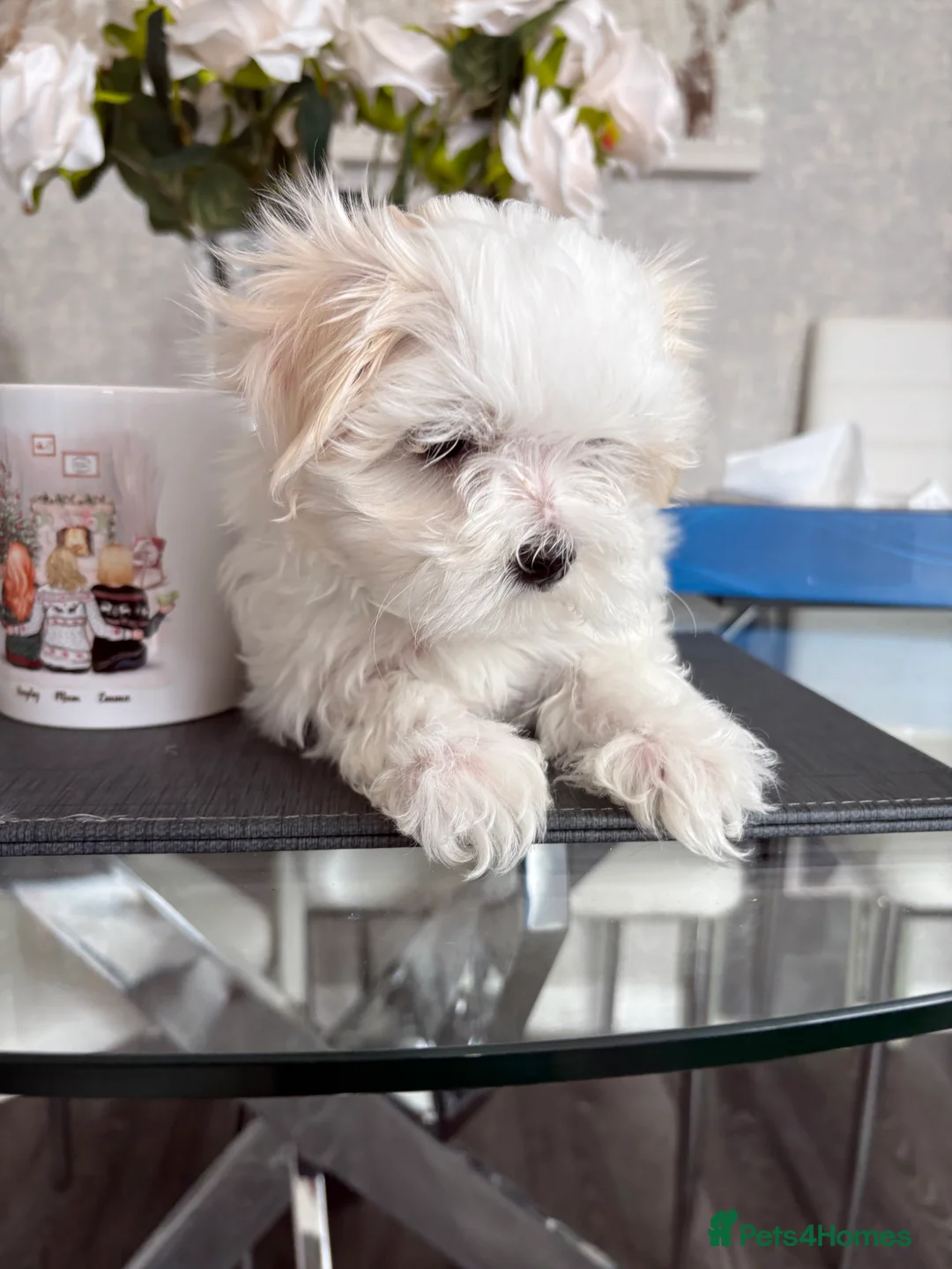 Maltese dogs for sale: 2 male Maltese puppies READY NOW 9weeks old  - Advert 2