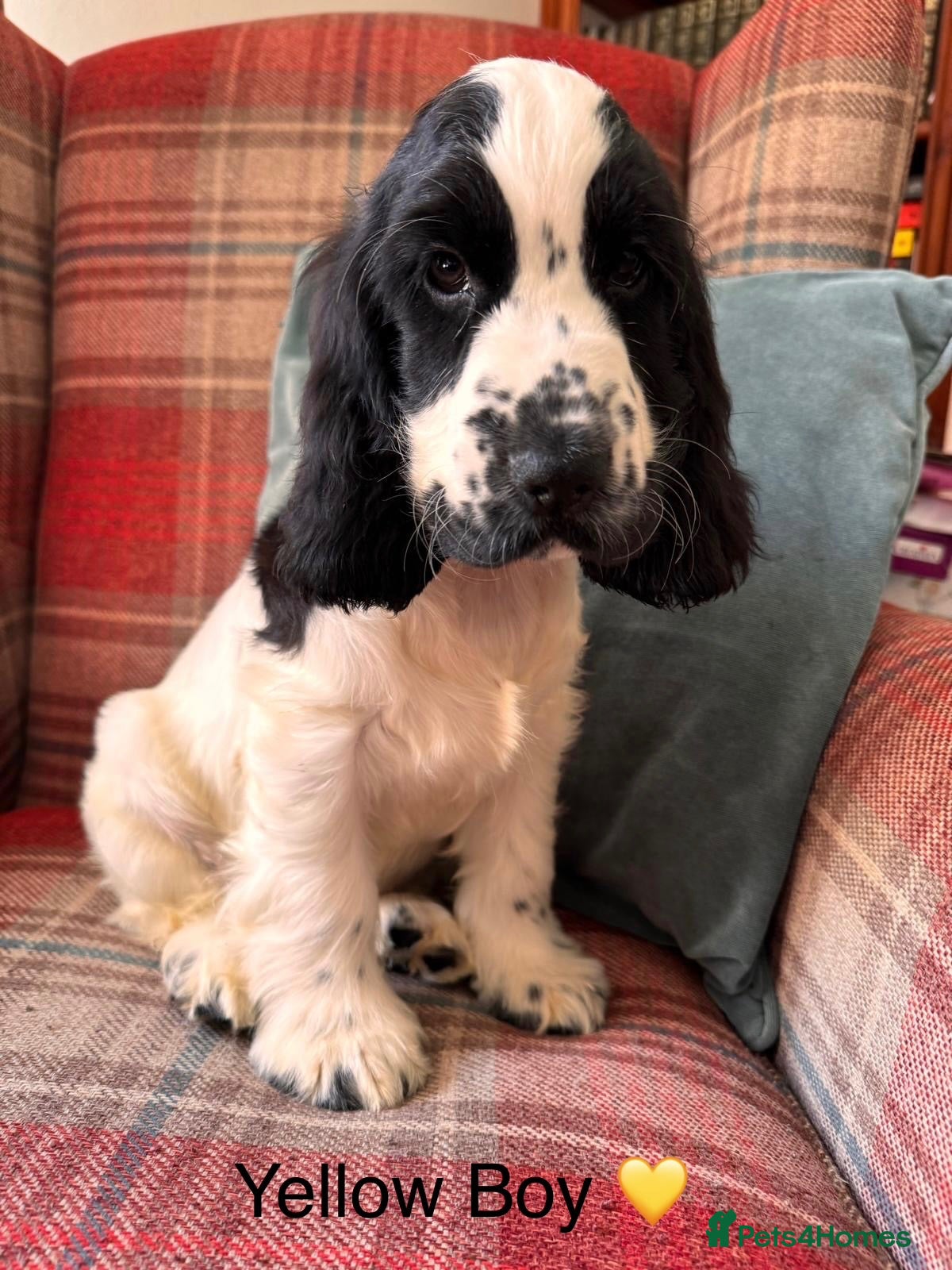 Cocker Spaniel dogs KC reg, health tested, show type cocker spaniels - Advert 2