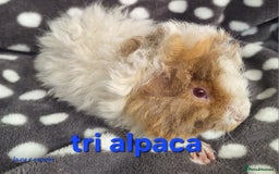 Guinea Pig rodents for sale: Baby male guinea pigs - Image 4