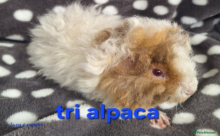 Guinea Pig rodents - Advert 10