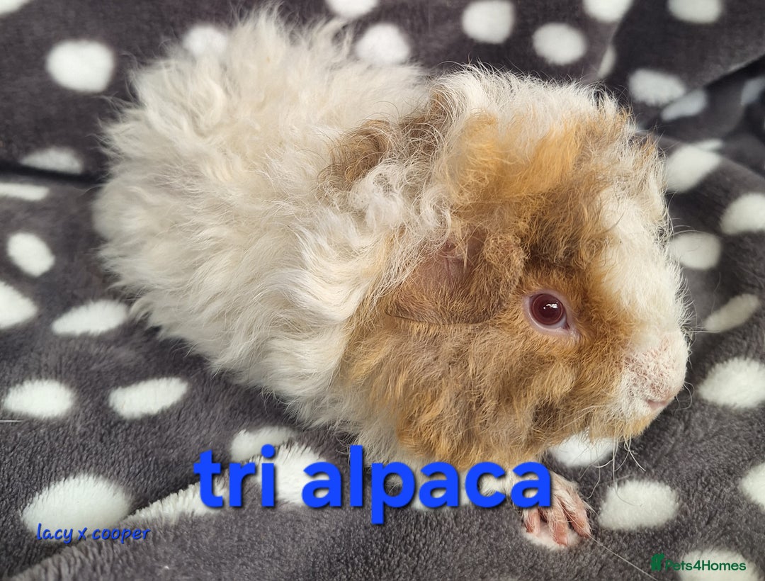 Guinea Pig rodents for sale: Baby male guinea pigs - Image 4
