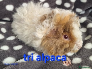 Guinea Pig rodents - Advert 25