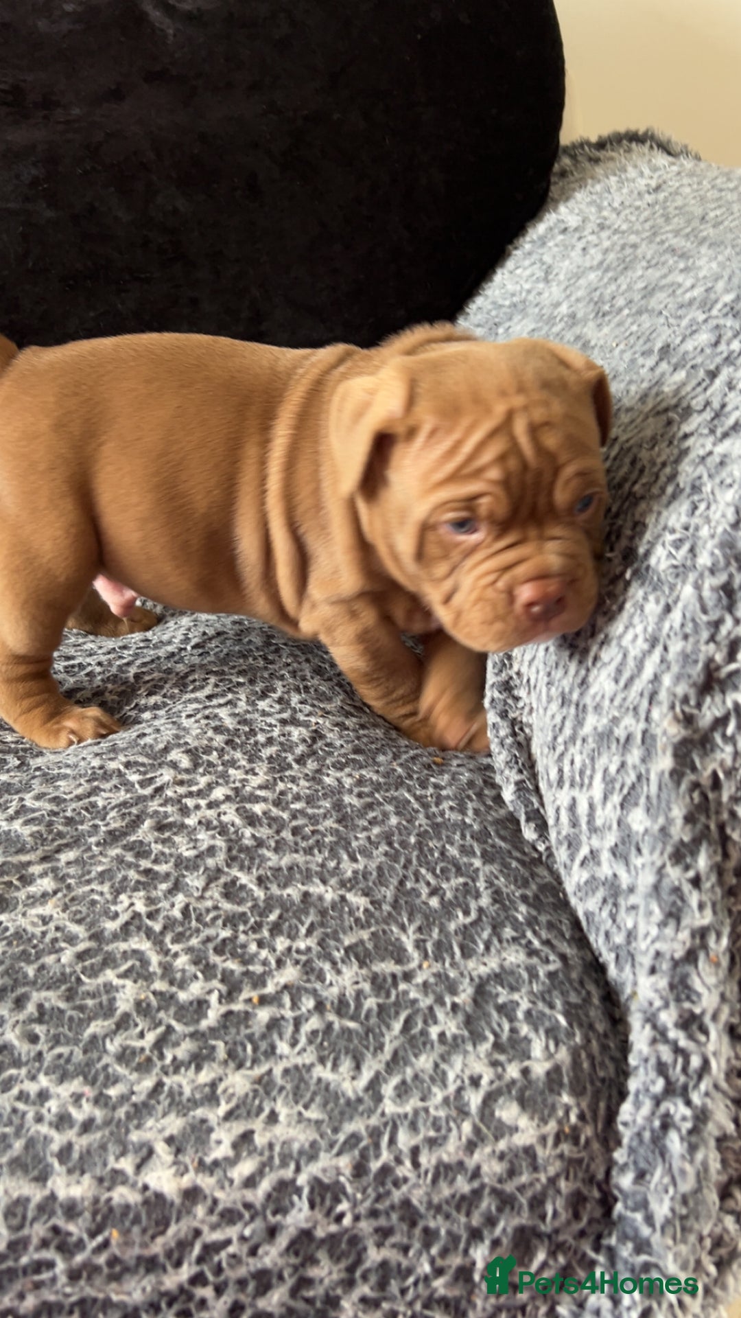 American Bully dogs for sale: Stunning pocket bullie’s  - Image 28