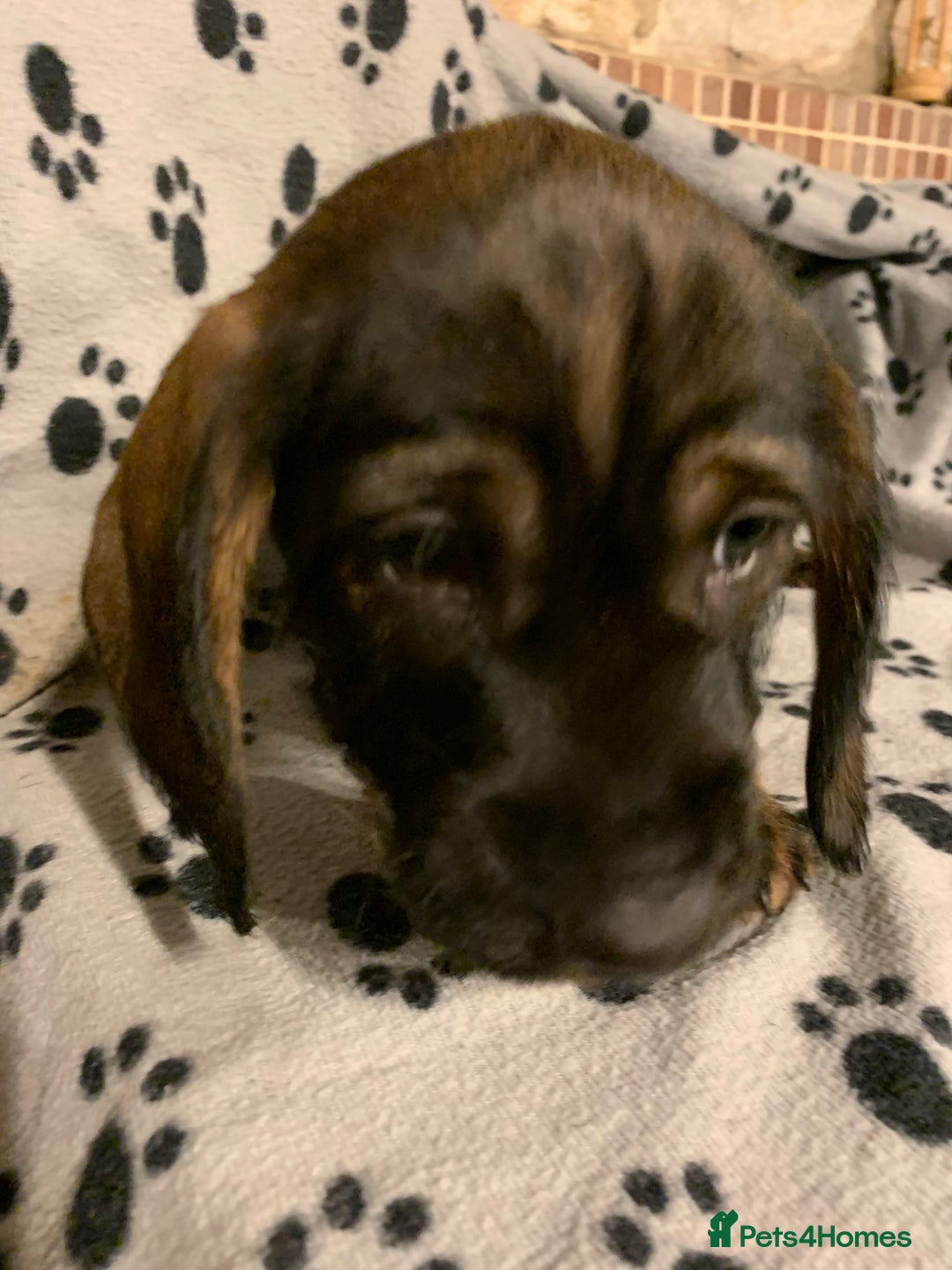 Dachshund dogs for sale: Standard wirehaired dachshund  - Advert 25