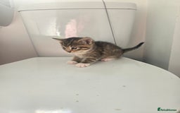 Domestic Shorthair cats for sale: Kittens - Image 5