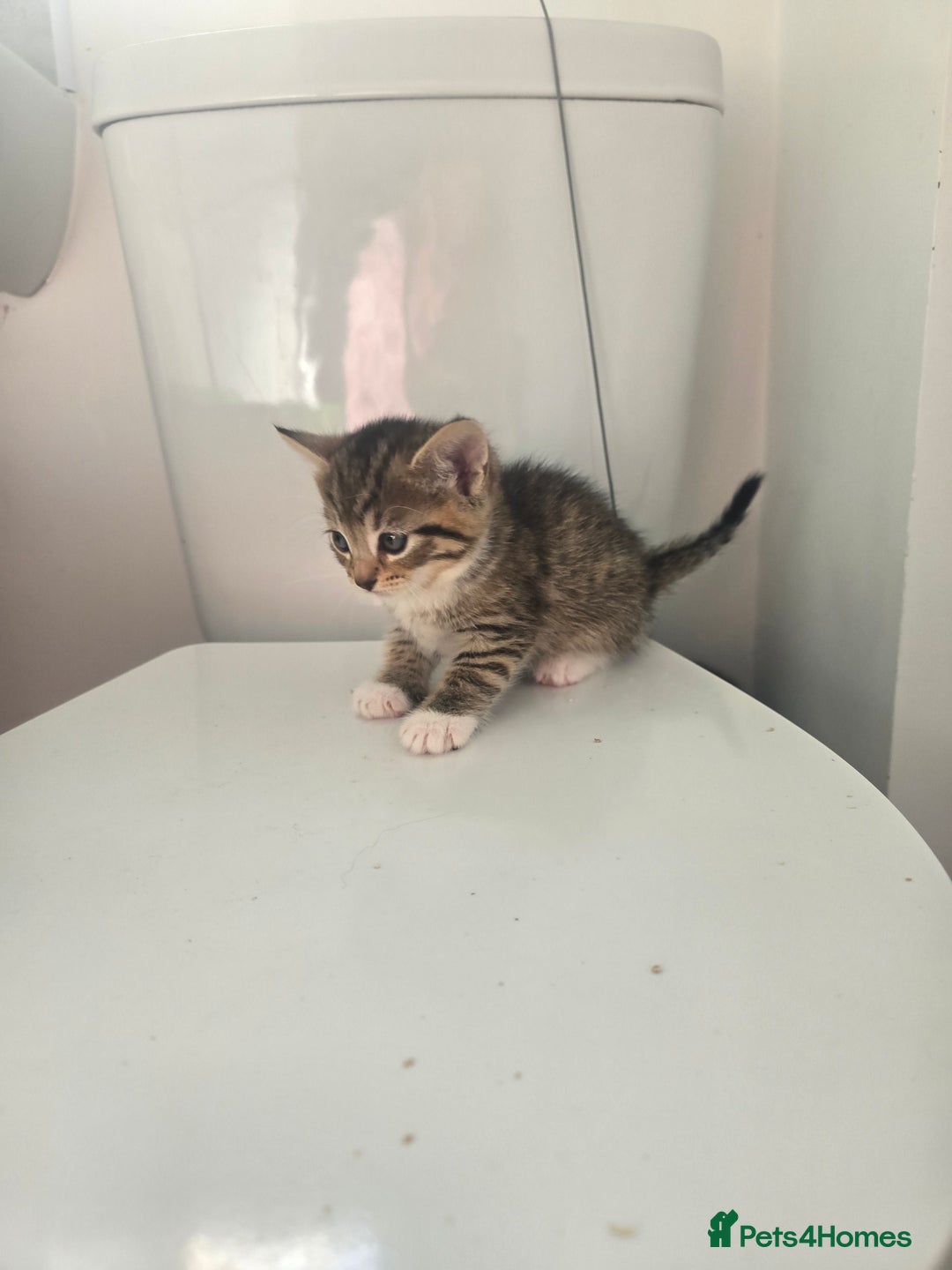 Domestic Shorthair cats for sale: Kittens - Image 5