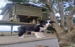 Border Collie dogs for sale: Lovely Border Collie Puppies For Sale - Image 6