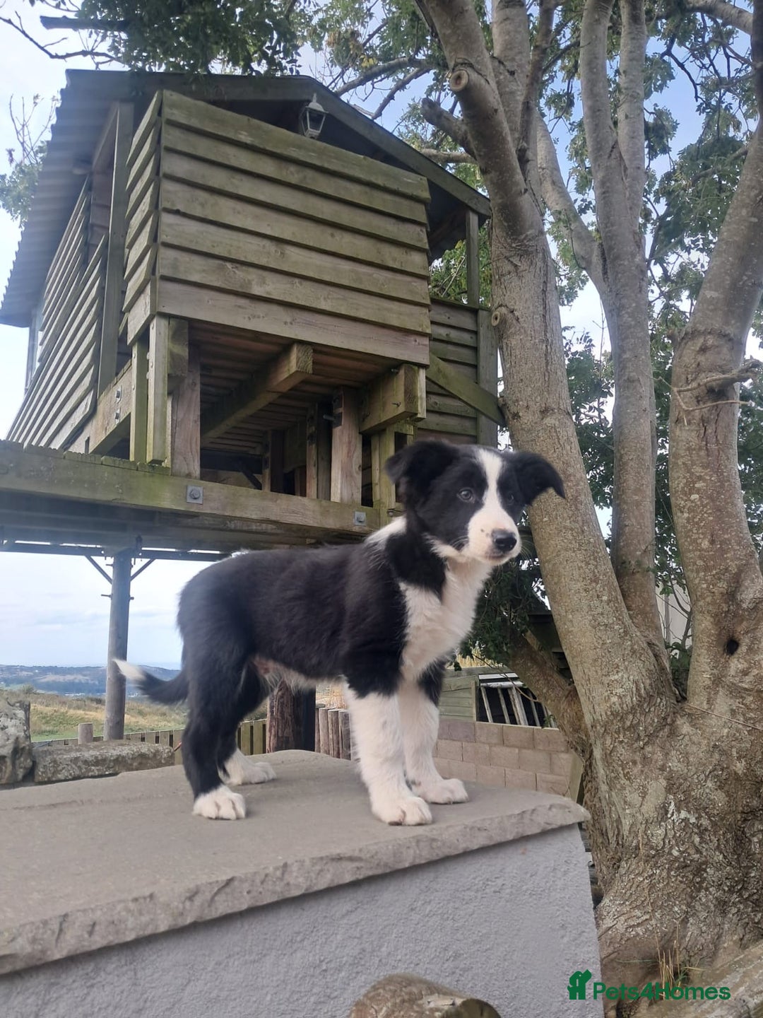 Border Collie dogs for sale: Lovely Border Collie Puppies For Sale - Image 6