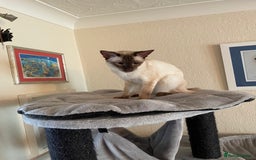 Balinese cats for sale: Beautiful Pedigree Balinese Kittens - Image 4