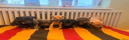 Whippet dogs for sale: Beautiful KC Whippet Puppies - Advert 1