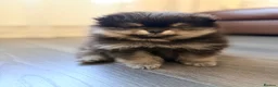 Pomeranian dogs for sale: 🌟 Luxury Pomeranian Puppies 🌟  - Advert 7