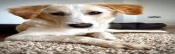 Mixed Breed dogs for adoption: Sweet Little OLAF – Hit and Run 😡 - Advert 27