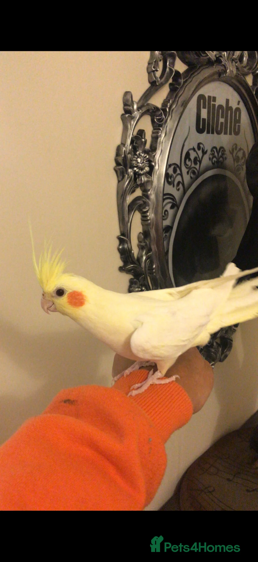 Cockatiels birds for sale: Pretty Tamed Girl Cockatiel Seeking Forever Home in Durham - Advert 2