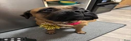 Bullmastiff dogs for sale: 5 year old bullmastiff  - Advert 2