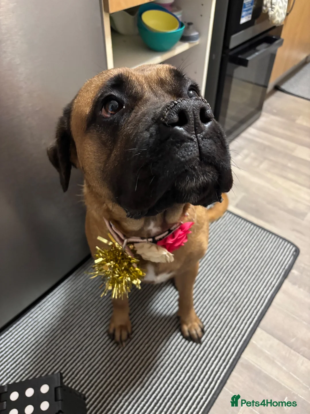 Bullmastiff dogs for sale: 5 year old bullmastiff  - Advert 2